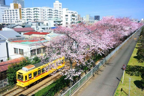 都電荒川線の愛称が「東京さくらトラム」に決定